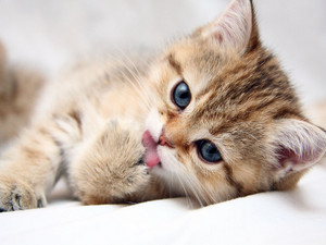  猫 are so cute! =)