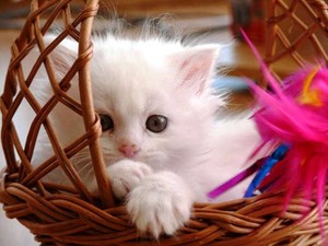  Cats are so cute! =)