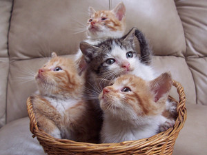  Cats are so cute! =)