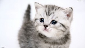  kucing are so cute! =)