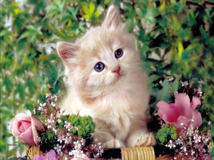 Cats are so cute! =)