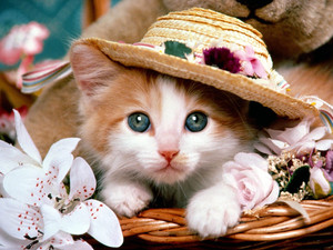  kucing are so cute! =)
