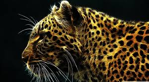  Cheetah Background
