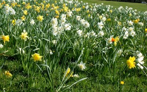  Daffodil Tag