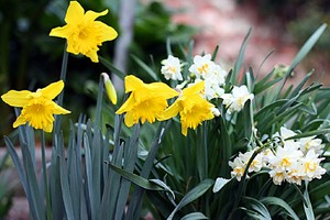  Daffodil ngày