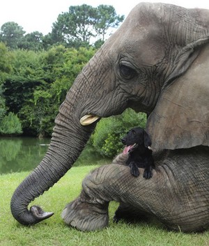  elefant and Dog