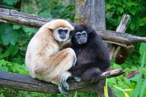  Gibbon Adults