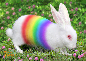  pelangi, rainbow bunny