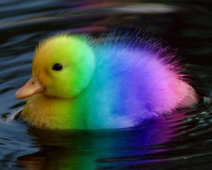  彩虹 小鸭