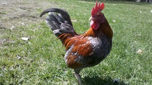  Skittles, my cute rooster.