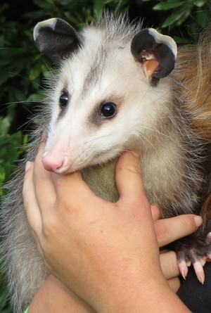  Trevor the opossum