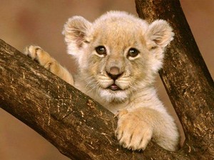  cute lion cub