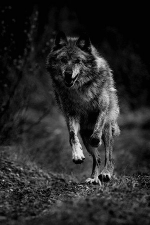  волк