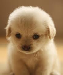 A little cute puppy!