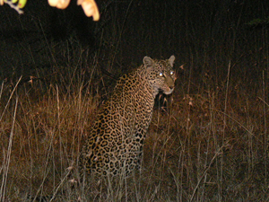  Cheetah In The Night