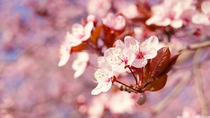  kers-, cherry Blossom