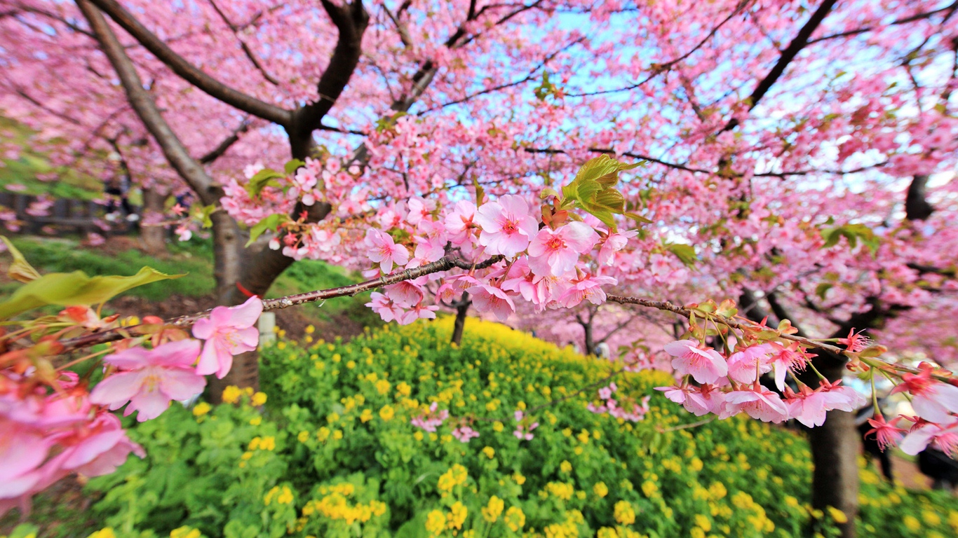 Japanese Cherry Blossom Tree Images ~ Japanese Cherry Blossom รีวิว ...