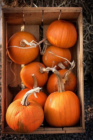  caisse of Pumpkins