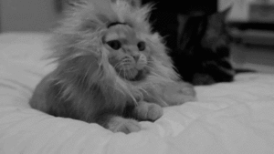  Cute little lion kitty