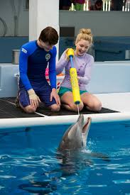  Hope,Dolphin Tale 2
