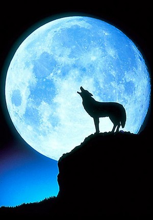  I Любовь the moon, dont every волк do?