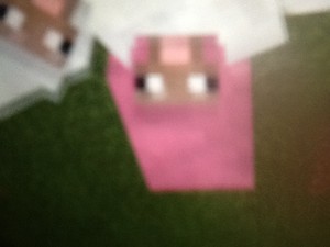  I spotted a गुलाबी sheep!