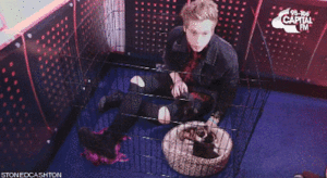  Luke बिल्ली के बच्चे = Purrfection!!