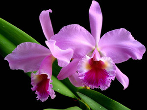  The Real Dundrobium Orchid (Purple)