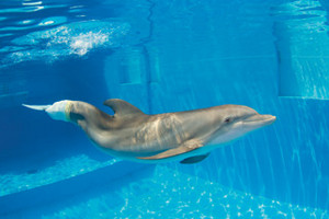  Winter the dolfijn