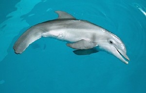  Winter the delphin