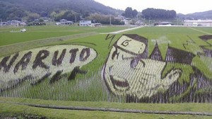  Woulda look at that. A Наруто рис, райс field.