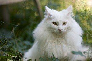  Norwegian Forest chats