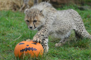  A Baby Cheetah Halloween 2
