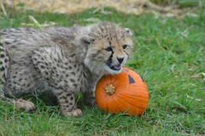  A Baby Cheetah Halloween 3