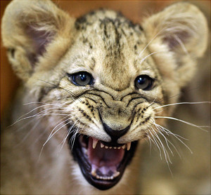 Adorable lion cub