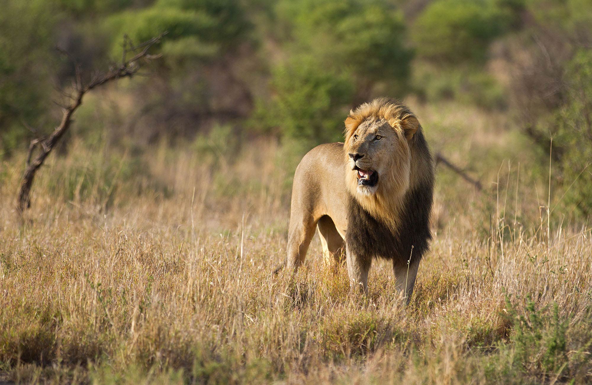 African lion - Big Cats Photo (37678277) - Fanpop