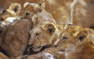  African lion cubs