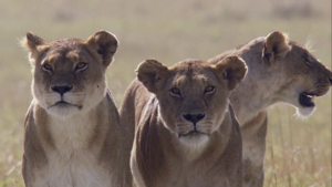  African lionesses