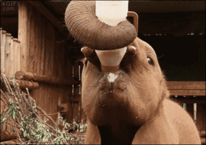  Baby olifant