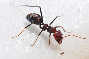  Big And Small Ant.