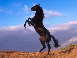  Black giống ngựa rừng ở mể tây cơ, mustang