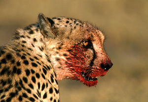  Bloody Cheetah