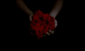  Bring me Red rosas