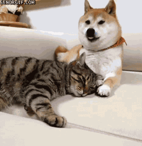  Cat and Dog