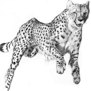  Cheetah Awesomeness