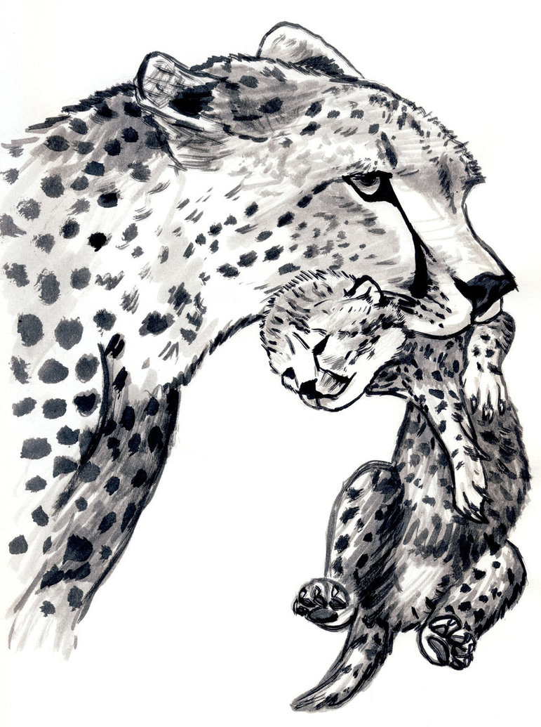 Cheetah Awesomeness