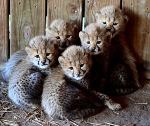  Cheetah Bunches