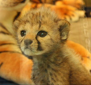  Cheetah Cub