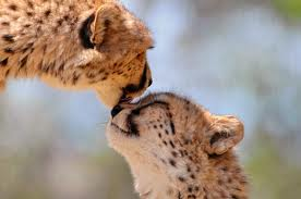  Cheetah l’amour