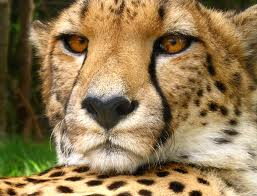  Cheetah Time